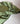 Olive Green Mulberry Silk Hair Wrap